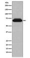 Nuclear Receptor Subfamily 4 Group A Member 1 antibody, M00626, Boster Biological Technology, Western Blot image 