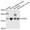 Cholinergic Receptor Nicotinic Epsilon Subunit antibody, abx135975, Abbexa, Western Blot image 
