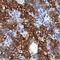 Keratin 8 antibody, MAB3165, R&D Systems, Immunohistochemistry paraffin image 