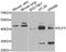 E74 Like ETS Transcription Factor 3 antibody, LS-C748537, Lifespan Biosciences, Western Blot image 