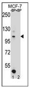 Nbak2 antibody, AP52049PU-N, Origene, Western Blot image 