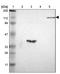 RHO Family Interacting Cell Polarization Regulator 1 antibody, NBP1-83695, Novus Biologicals, Western Blot image 