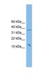 ZFP36 Ring Finger Protein Like 2 antibody, orb325593, Biorbyt, Western Blot image 