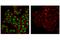 Adenosine Deaminase RNA Specific antibody, 81284S, Cell Signaling Technology, Immunocytochemistry image 