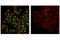 Double-stranded RNA-specific adenosine deaminase antibody, 81284S, Cell Signaling Technology, Immunocytochemistry image 