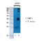 TIMP Metallopeptidase Inhibitor 1 antibody, LS-C386452, Lifespan Biosciences, Western Blot image 