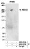 Activating signal cointegrator 1 complex subunit 3 antibody, A304-015A, Bethyl Labs, Immunoprecipitation image 