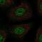 TSC22 Domain Family Member 1 antibody, NBP2-54941, Novus Biologicals, Immunofluorescence image 