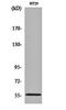 Thioredoxin Reductase 2 antibody, orb163070, Biorbyt, Western Blot image 