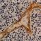 Thrombomodulin antibody, NB100-64982, Novus Biologicals, Immunohistochemistry paraffin image 