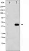 MEK1/2 antibody, TA325635, Origene, Western Blot image 
