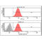 Beclin 1 antibody, GTX57617, GeneTex, Flow Cytometry image 