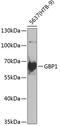 Guanylate Binding Protein 1 antibody, GTX65821, GeneTex, Western Blot image 