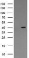 Mitogen-activated protein kinase 13 antibody, TA505852, Origene, Western Blot image 