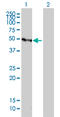 Growth Factor Independent 1 Transcriptional Repressor antibody, LS-C104956, Lifespan Biosciences, Western Blot image 