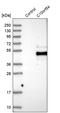 V-Set Immunoregulatory Receptor antibody, PA5-52493, Invitrogen Antibodies, Western Blot image 