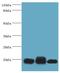 Thioredoxin 2 antibody, LS-C379209, Lifespan Biosciences, Western Blot image 