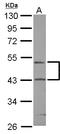 RUN Domain Containing 3A antibody, LS-C155562, Lifespan Biosciences, Western Blot image 
