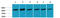 Heat Shock Protein Family A (Hsp70) Member 8 antibody, STJ97376, St John