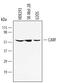 CDKN2A Interacting Protein antibody, AF4195, R&D Systems, Western Blot image 