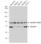 Ran GTPase Activating Protein 1 antibody, NBP2-20068, Novus Biologicals, Western Blot image 