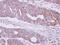 Mannosidase Alpha Class 2B Member 2 antibody, NBP2-17213, Novus Biologicals, Immunohistochemistry frozen image 