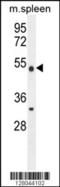 Methyltransferase Like 4 antibody, 55-153, ProSci, Western Blot image 