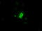 Pim-2 Proto-Oncogene, Serine/Threonine Kinase antibody, TA501061, Origene, Immunofluorescence image 
