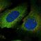 Plastin 3 antibody, NBP2-55895, Novus Biologicals, Immunofluorescence image 