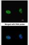 Ribosomal Protein S6 Kinase B2 antibody, PA5-27560, Invitrogen Antibodies, Immunofluorescence image 