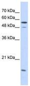 Karyopherin Subunit Alpha 2 antibody, TA335051, Origene, Western Blot image 