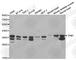 Tropomyosin 1 antibody, A1157, ABclonal Technology, Western Blot image 