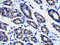 Phorbol-12-Myristate-13-Acetate-Induced Protein 1 antibody, 2437, ProSci Inc, Immunohistochemistry frozen image 