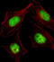 CBFA2/RUNX1 Partner Transcriptional Co-Repressor 2 antibody, LS-C168350, Lifespan Biosciences, Immunofluorescence image 