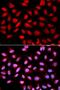 Protein Phosphatase 2 Phosphatase Activator antibody, orb136127, Biorbyt, Immunofluorescence image 