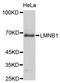 Lamin B1 antibody, STJ24414, St John