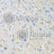 C8orf79 antibody, A7193, ABclonal Technology, Immunohistochemistry paraffin image 