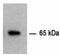 Glucose-6-phosphate isomerase antibody, AP54973SU-N, Origene, Western Blot image 