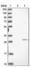 Ribulose-phosphate 3-epimerase antibody, PA5-57689, Invitrogen Antibodies, Western Blot image 