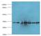 Alpha-2-Glycoprotein 1, Zinc-Binding antibody, LS-C377203, Lifespan Biosciences, Western Blot image 