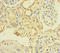 TBC1 Domain Family Member 24 antibody, LS-C679739, Lifespan Biosciences, Immunohistochemistry paraffin image 