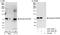 Spindle Apparatus Coiled-Coil Protein 1 antibody, A301-354A, Bethyl Labs, Western Blot image 