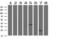 Baculoviral IAP repeat-containing protein 5 antibody, M00379, Boster Biological Technology, Western Blot image 