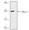 MCL1 Apoptosis Regulator, BCL2 Family Member antibody, LS-B3686, Lifespan Biosciences, Western Blot image 