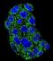 Clock Circadian Regulator antibody, orb235103, Biorbyt, Immunocytochemistry image 