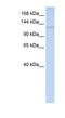 WD Repeat Domain 3 antibody, NBP1-79930, Novus Biologicals, Western Blot image 