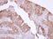 MX Dynamin Like GTPase 1 antibody, NBP1-32905, Novus Biologicals, Immunohistochemistry frozen image 