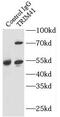 Tripartite Motif Containing 41 antibody, FNab08985, FineTest, Immunoprecipitation image 