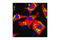 Stearoyl-CoA Desaturase antibody, 2794S, Cell Signaling Technology, Immunocytochemistry image 