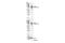 Interleukin 1 Receptor Accessory Protein antibody, 73070S, Cell Signaling Technology, Western Blot image 